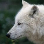 Dire Wolf Adaptations Through Genetic Analysis