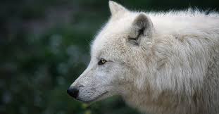 Dire Wolf Adaptations Through Genetic Analysis