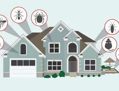 Pest Control Services In Islamabad